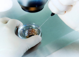 Как извлекают яйцеклетку